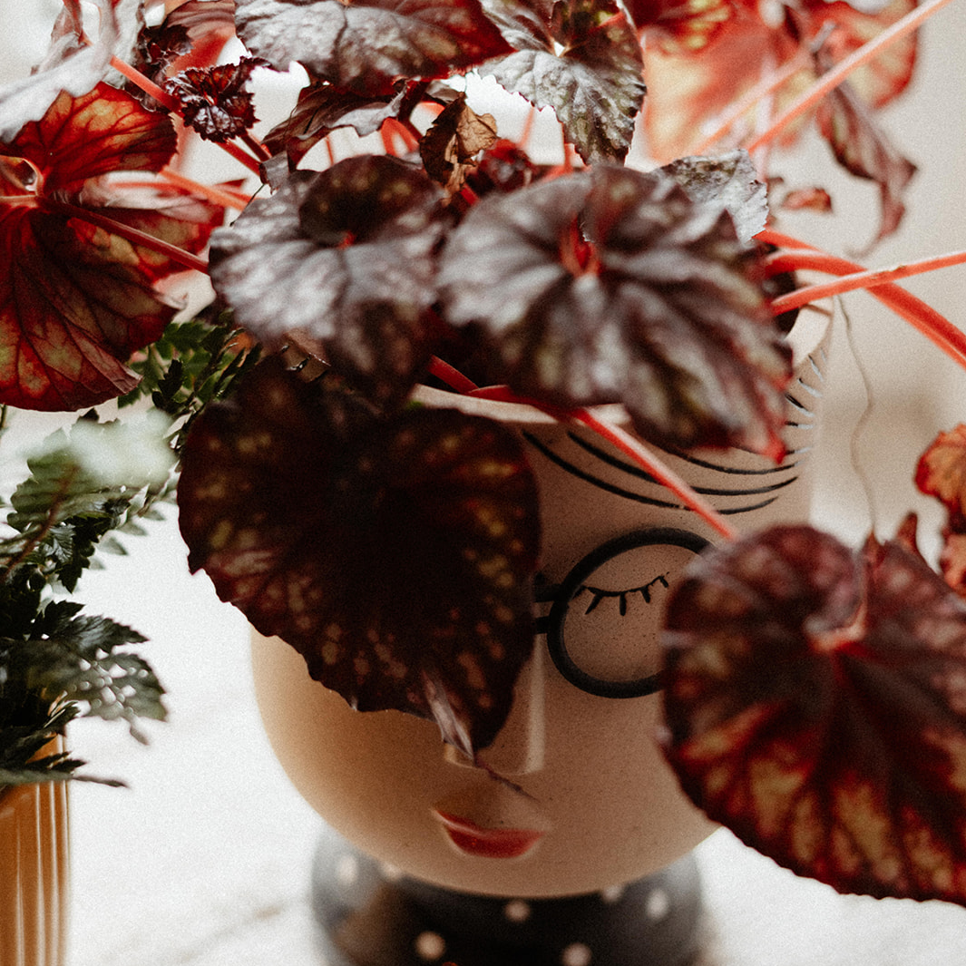Plante rouge dans un pot fleur